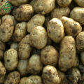 Batatas Frescas / Batata Frita
